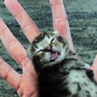 Логотип @amoraldrollery - УЛЫБКА👻