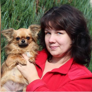 Логотип @amoreamorussio - питомник чихуахуа Аморе Аморуссио