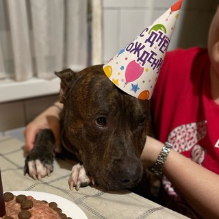 Логотип @amstaffstafforb - ❤️ Клуб Любителей Породы Амстафф ❤️