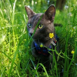 Логотип @amumiras - Марсик и его жизнь