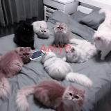 Логотип @amursw - амур закрыт