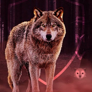 Логотип @amvmafia - AZERBAİJAN MAFİA ƲOLƑS 🖤🐺