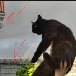 Логотип @amyrik_500 - @amyrik501