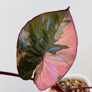 Логотип @an_plants - an.plants