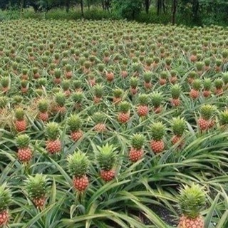 Логотип @ananasiki_obschautsya_tut - 🍍АНАНАСОВЫЙ ЧАТ🍍