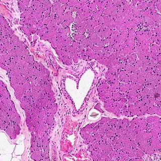 Логотип @anastasionmedgista - Гистология,эмбриология,цитология🐣