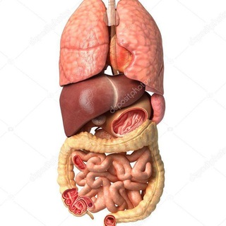 Логотип @anatom_humble - Подготовка к экзу по анатомии by Humble