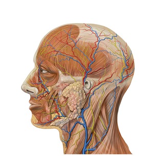 Логотип @anatomist_tg - Тело наизнанку