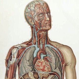 Логотип @anatomy73 - 🫀𝓐𝓷𝓪𝓽𝓸𝓶𝔂🫀