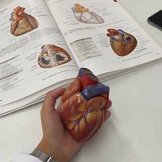 Логотип @anatomy_and_physiology - 100 часов школьной биологии. Анатомия и физиология человека