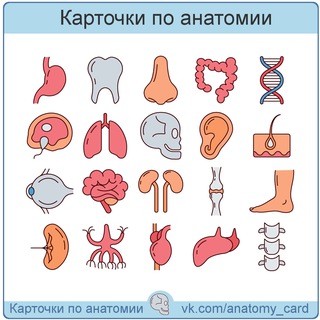 Логотип @anatomy_card - Карточки по анатомии