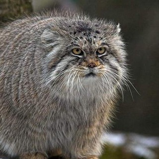 Логотип @ancientmemes - Wayback meme machine