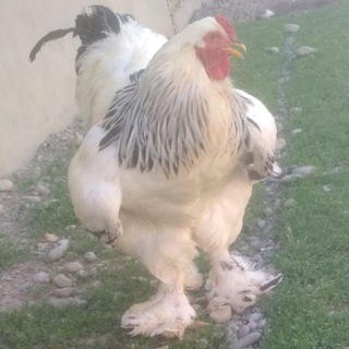 Логотип @andijonparandabozori - 🐔🐔Andijon tovuq bozor🐔🐔