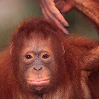 Логотип @andrbollz - АндрБолльница