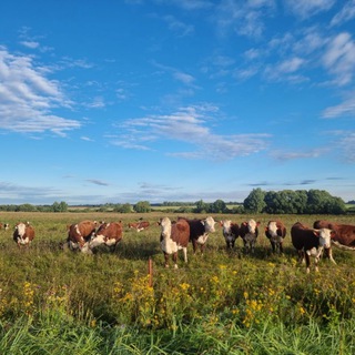 Логотип @andreidavydovdikfarmgereford - фермер Андрей Давыдов. ГЕРЕФОРД.РФ