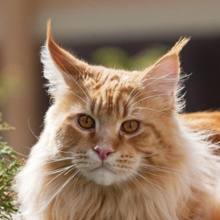 Логотип @andriycitue - Цитати Андрія (ЦА) — Арка «Шось там і збоку бантик»