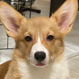 Логотип @andyfy_home - AndyФу