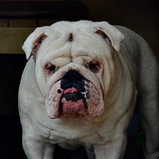 Логотип @anecdotbarmaleo - Анекдоты от Бармалея😜