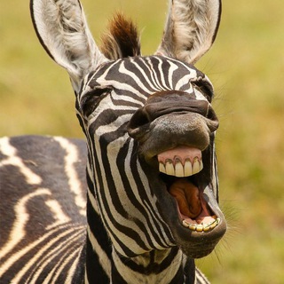 Логотип @anecdotpriz - 😅Анекдоты 👊 С сюрпризом! 🎁