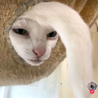 Логотип @anechi784 - anechi