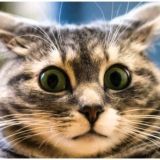 Логотип @anegdotici - Развлекуха