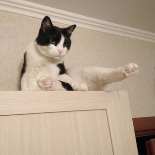 Логотип @anekdotfelix - Анекдоты на мой вкус