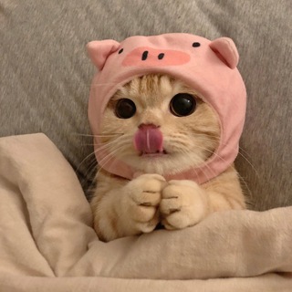 Логотип @anekdotforgedgehog - Анекдоты | Истории| Приколы