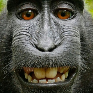 Логотип @anekdoti_smix - Анекдоты телеграмма 😂