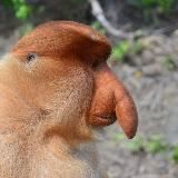 Логотип @anekdotnos - .