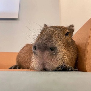 Логотип @angel4ikbsnews - The Angel4ik News