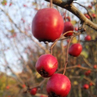 Логотип @angela5458 - ♡Angelika I Sonay♡