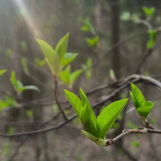 Логотип @angerda_chat - Angerda chat