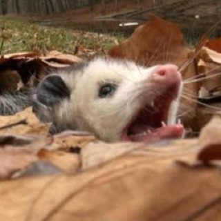 Логотип @ani_lo_mevin - рофэ хадаш, бидъюк мамаш