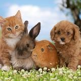 Логотип @animal_cutezoo - Animal Planet. Интересно о животных.