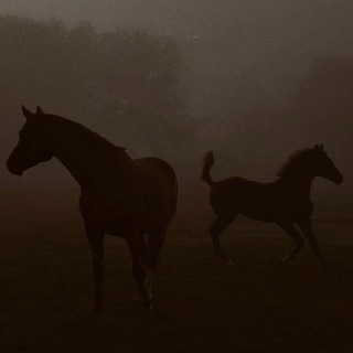 Логотип @animal_islam1 - ЖИВОТНЫЕ/ ИСЛАМ