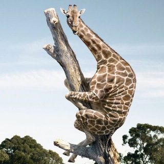 Логотип @animal_joke - Звериные Забавы😁😁😁