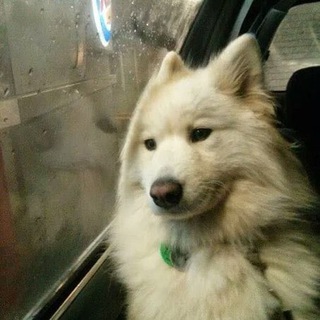 Логотип @animal_meaning - Животные в поисках смысла