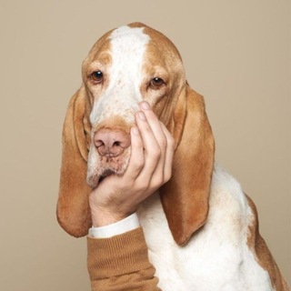 Логотип @animal_mood - Amazing animals 🦋