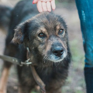 Логотип @animal_nsk - animal_nsk