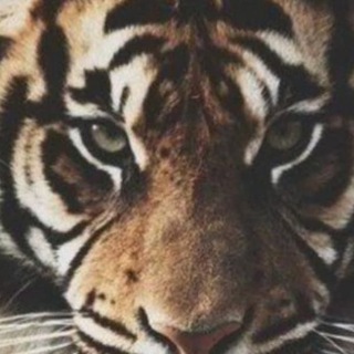 Логотип @animal_online - Animal Online