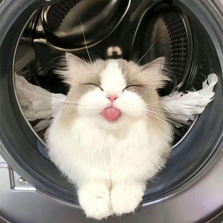 Логотип @animal_pa - Animal Party