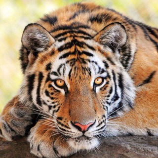 Логотип @animal_planet_russia - Animal Planet Russia