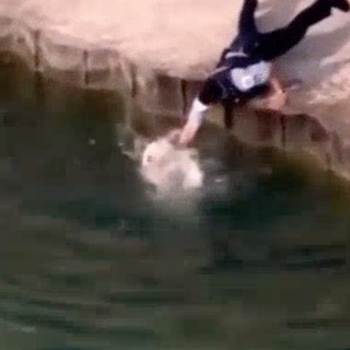 Логотип @animal_rescue - Спасение животных