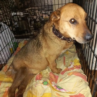 Логотип @animal_rescue_service - Галина @animal_rescue_service