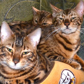 Логотип @animal_secrets - Animal Secrets😻