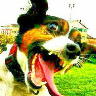 Логотип @animalautisms - 💌 Animal Autisms