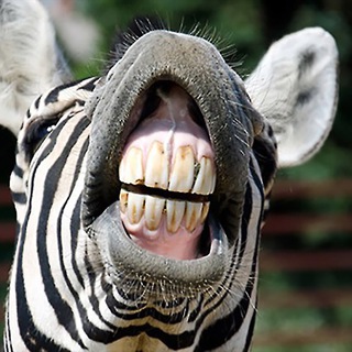 Логотип @animalfunvideotoday - AnimalFunVideoToDay