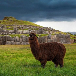 Логотип @animali_grami - Animali grami