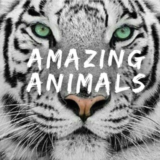 Логотип @animali_mania - 🦋 Amazing Animals™️ 🦋