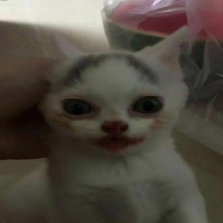 Логотип @animalidimerda - animali di merda